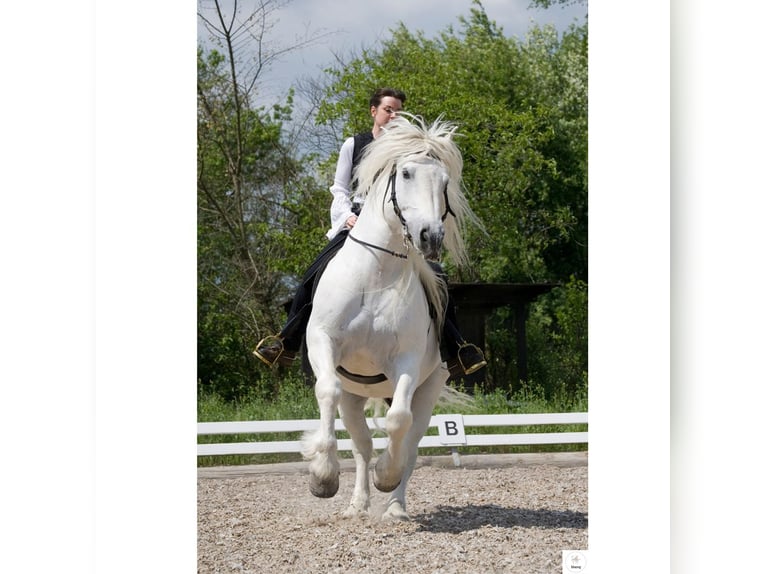 Lizensierter Trainer Akademische Reitkunst Reitunterricht