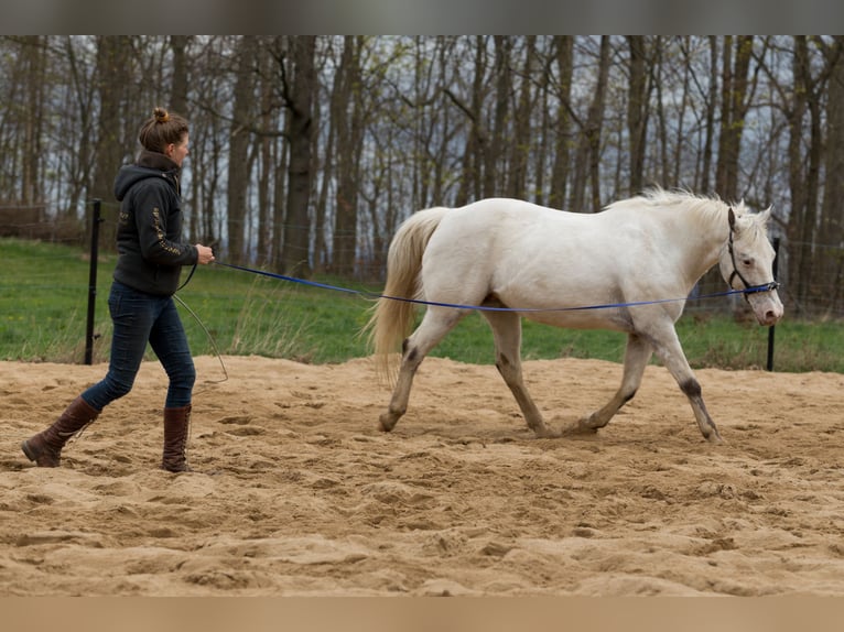 Mobiler Beritt & Unterricht in Sachsen