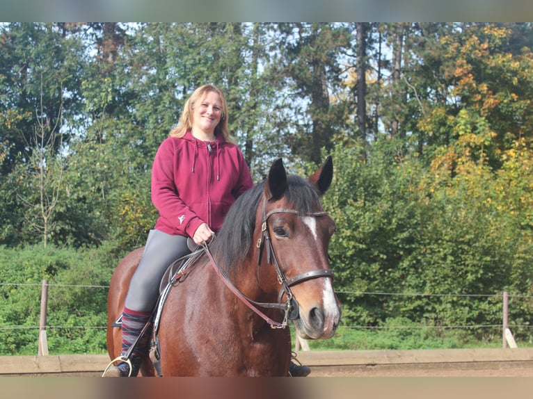mobiler Reitunterricht Kreis Landsberg