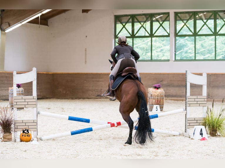 Mobiler Unterricht - mobile Trailkurse - Einführung in die Grundlagen der Working Equitation