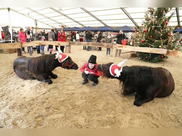 Ponyweihnacht für die Kleinsten