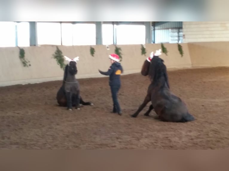 Ponyweihnacht für Kinder von 5 bis 9 Jahre