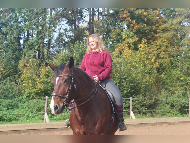 Reitunterricht & ganzheitliche Pferdetherapie - mobil