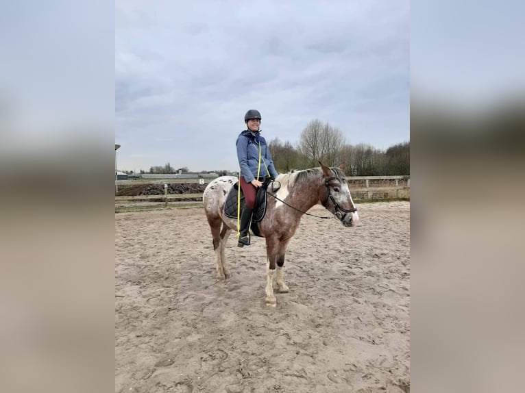 Ruitercoach en instructie lessen