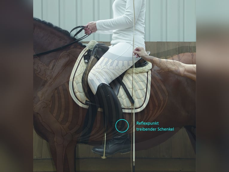 Biomechanisch korrektes Reiten – Reiter/Pferd 20.06.26 auch mit Übernachtung/Reitstunden