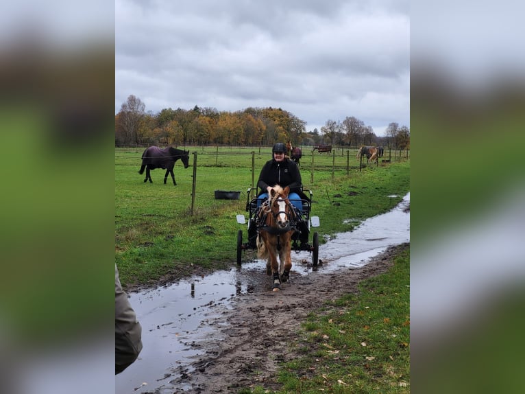 Distanzseminare für Einsteiger und Fortgeschrittene, Reiter und Fahrer