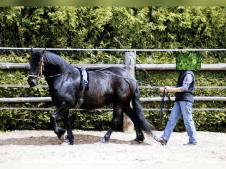 Entrenamiento en el suelo - Fin de semana intensivo 🐎 15-17 de mayo de 2026