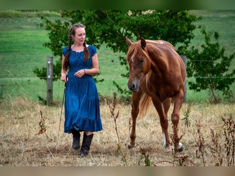 Kurs 29.03.25 Bodenarbeit/ Kommunikation/ natural Horsemanship