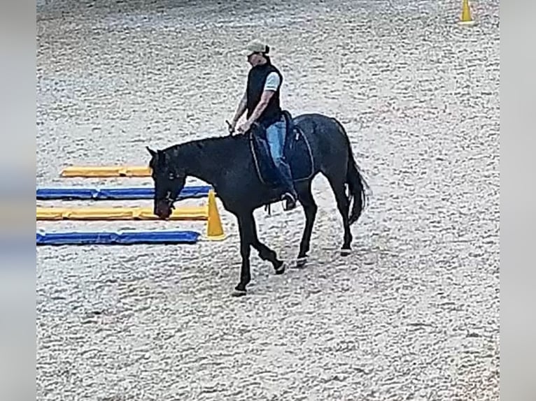 Nunca más miedo al montar: el camino hacia la seguridad, la confianza y la diversión con tu caballo