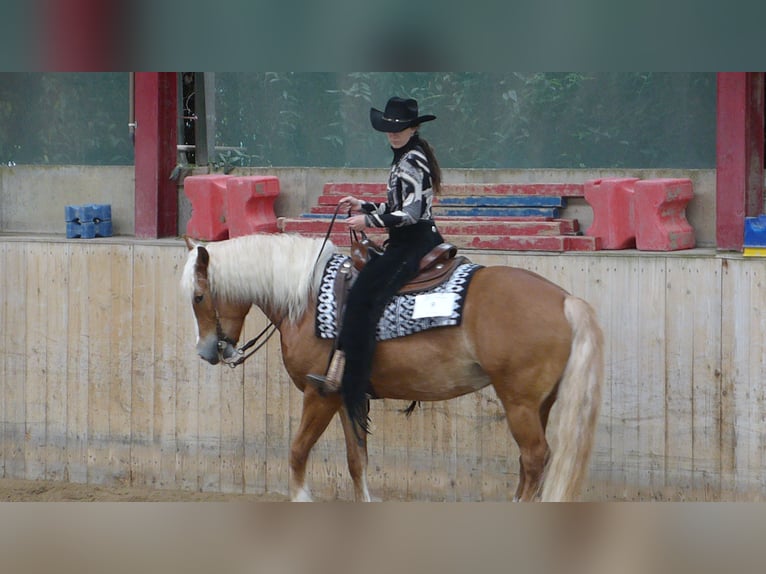 Pferdeführerschein Umgang und Westernreitabzeichen 4