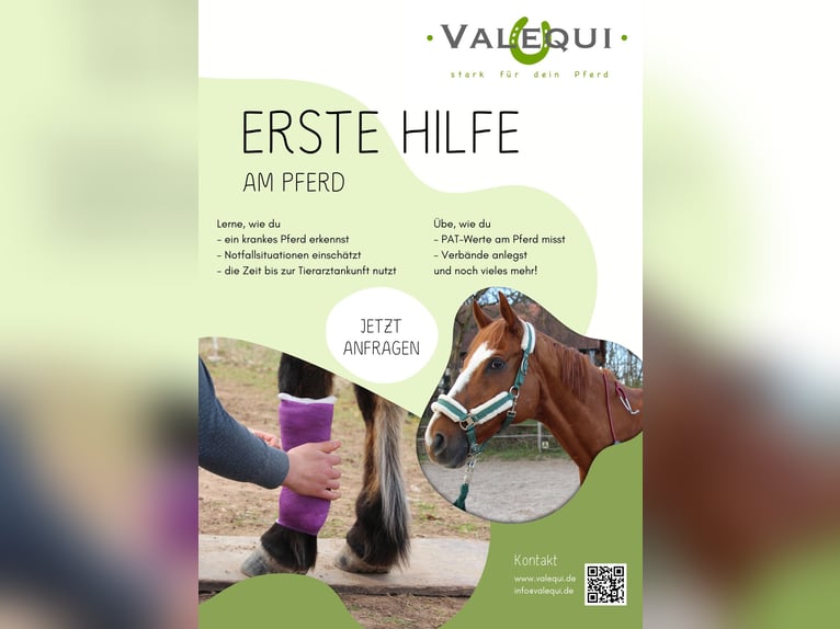 Primeros auxilios para caballos: taller en tu establo