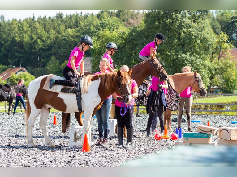 Reitpädagogik-Ausbildung/Fortbildung Pony-Motion®️