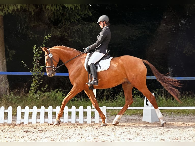 Beritt & Ausbildung - vertauensvoll, vielseitig & individuell