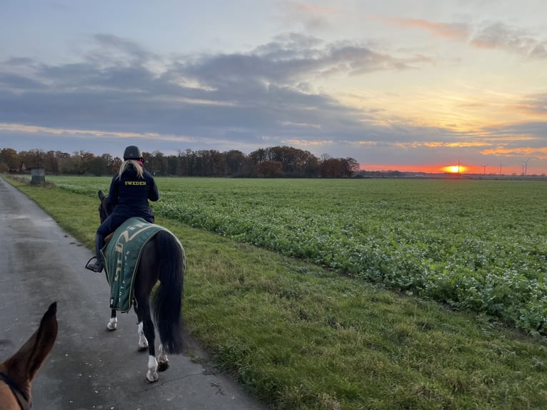 Beritt / Turniervorstellung / Vermittlung / Verkauf