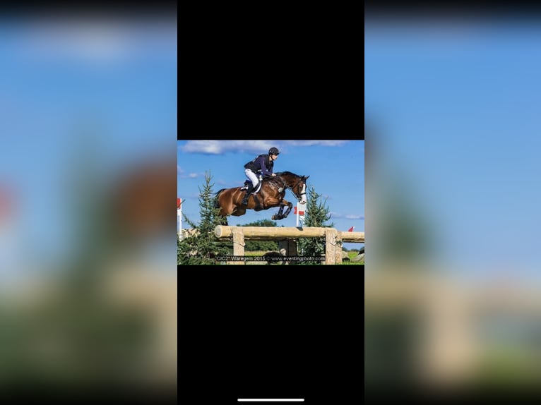 Beritt / Turniervorstellung / Vermittlung / Verkauf