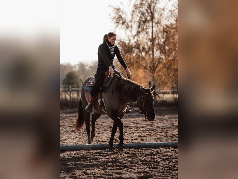 Berittplatz frei Westernreiten 