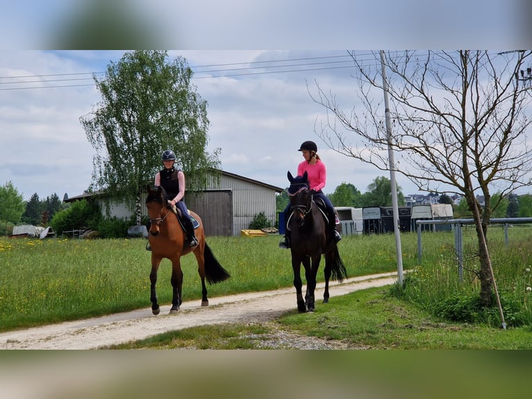 Clases de equitación y entrenamiento