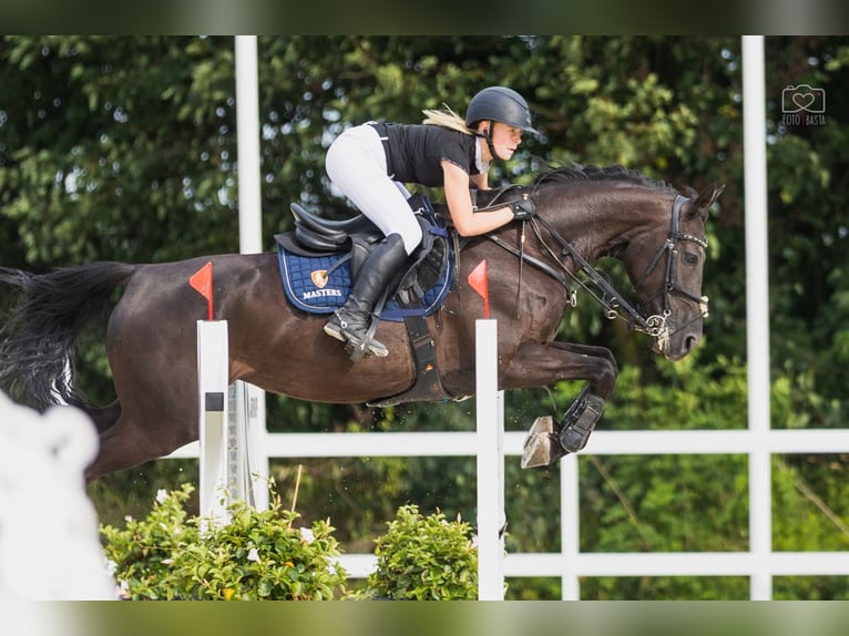 Entrenamiento de caballos deportivos, trabajo en la mano de caballos jóvenes