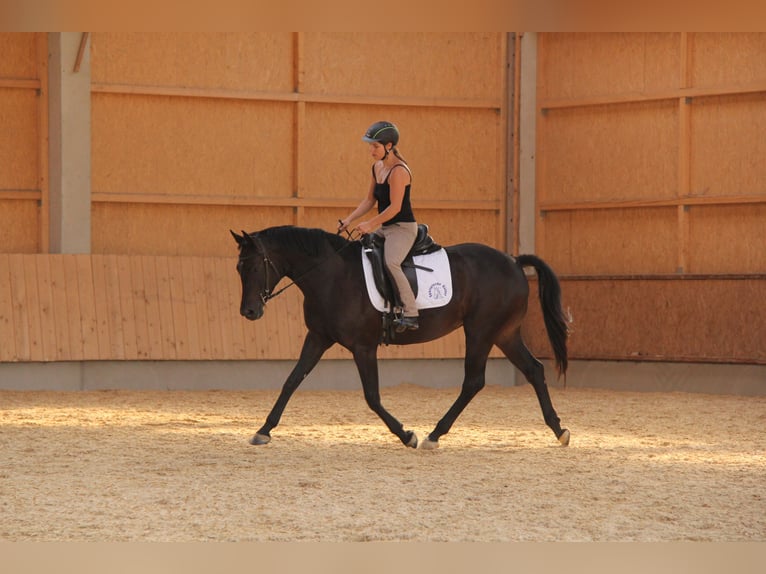 Entrenamiento, formación de caballo y jinete, pista de entrenamiento, educación de caballos, entrena