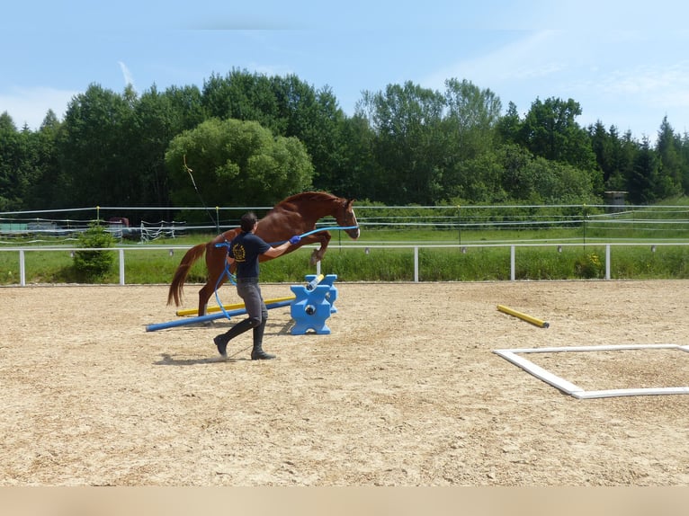 Entrenamiento, formación de caballo y jinete, pista de entrenamiento, educación de caballos, entrena
