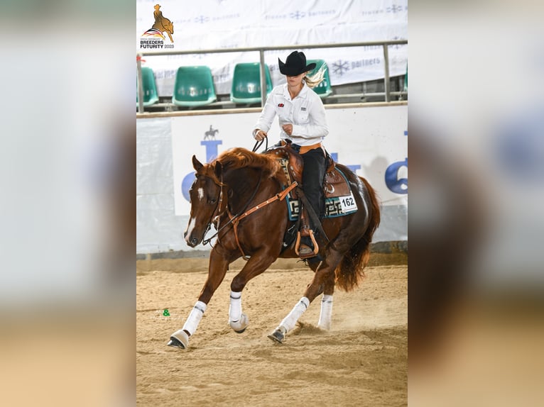 Entrenamiento para caballos de Western y de ocio, clases de Western