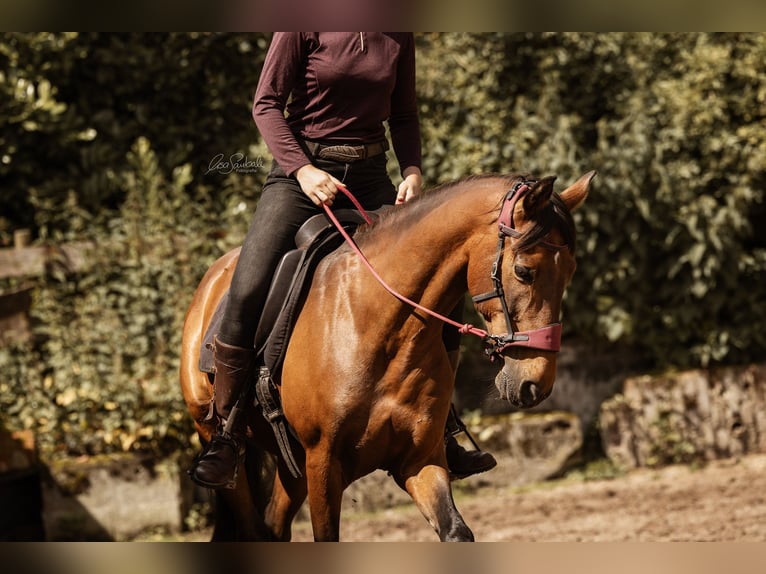 Entrenamiento: preparación y corrección de caballos