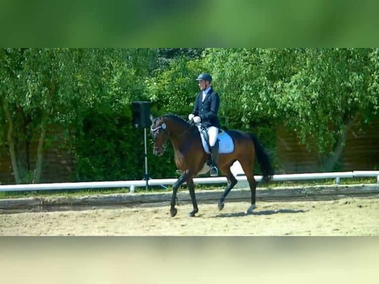 Entrenamiento profesional, corrección, preparación y comercialización | Criador de caballos (especia