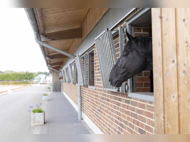 ⚜️ Espacios de entrenamiento disponibles ⚜️