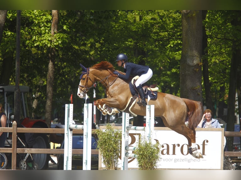 ⚜️ Espacios de entrenamiento disponibles ⚜️