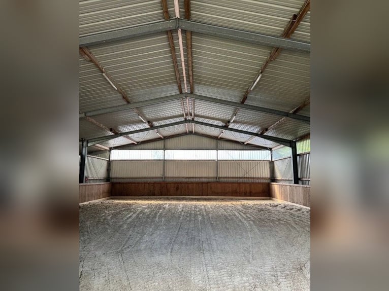 Formación básica de caballos jóvenes | Caballos con problemas | Entrenamiento para tu caballo cerca 