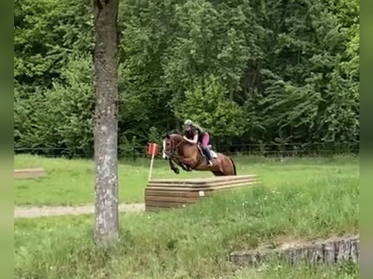 Montar por primera vez, entrenamiento de caballos jóvenes, montas para caballos con problemas