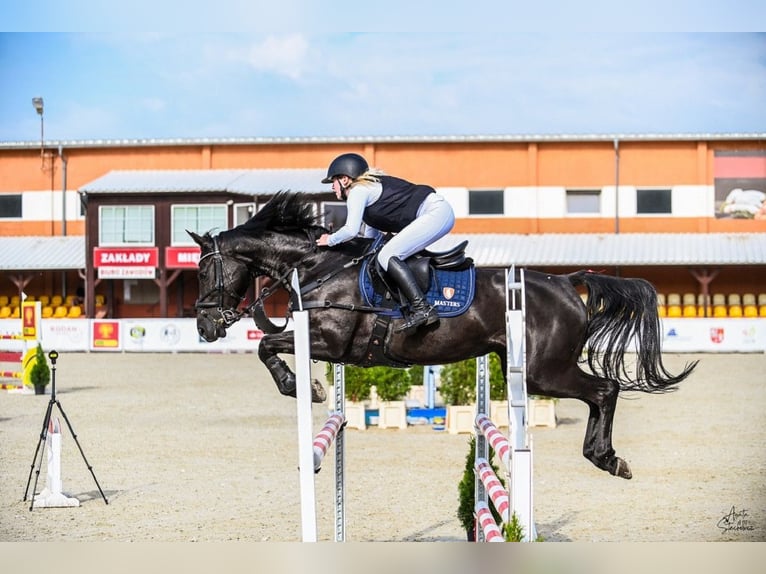 Preparación profesional de caballos para salto de obstáculos / MPMK / Venta internacional