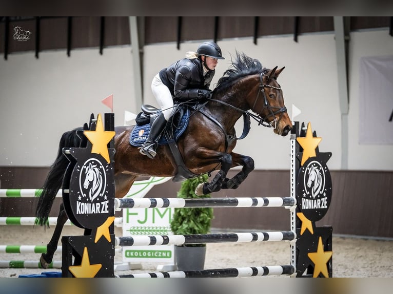 Preparación profesional de caballos para salto de obstáculos / MPMK / Venta internacional