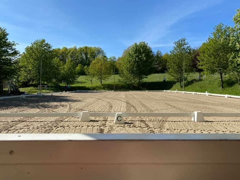 Professioneller und immer pro Pferd eingestellter Berittplatz  Professioneller und immer pro Pferd eingestellter Berittplatz