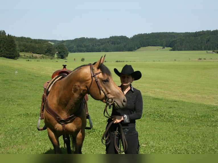 Western Ausbildung von Pferden, Jung- und Korrekturpferde