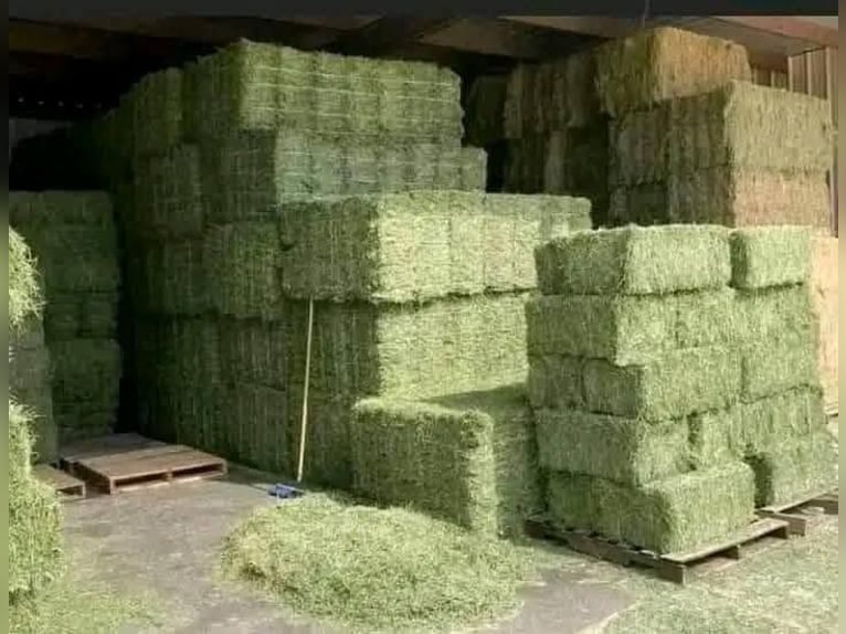 #Heno de alfalfa en venta #Alimento para animales en venta