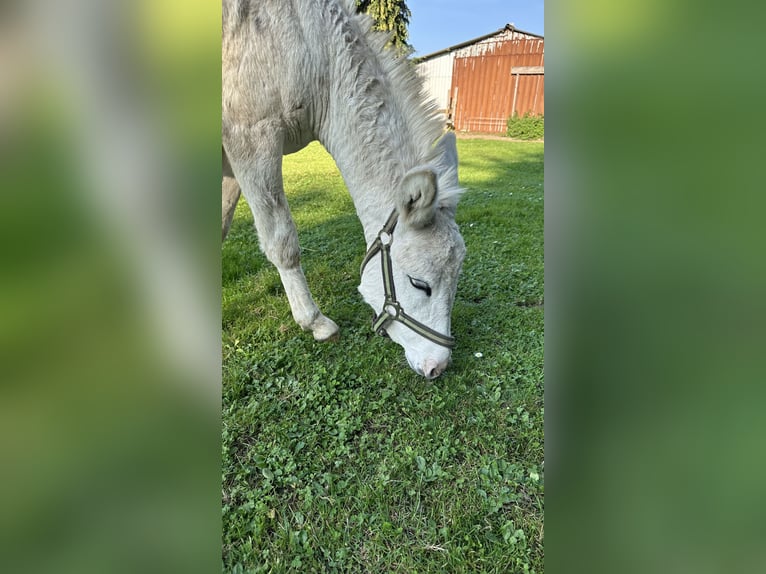 Joven asno macho, tranquilo, amigable con los niños, vacunado y chipado, busca un hogar amoroso.