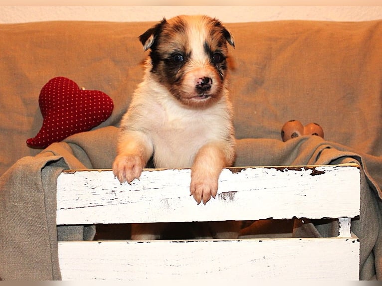 Border Collie Welpen aus Hütelinien 