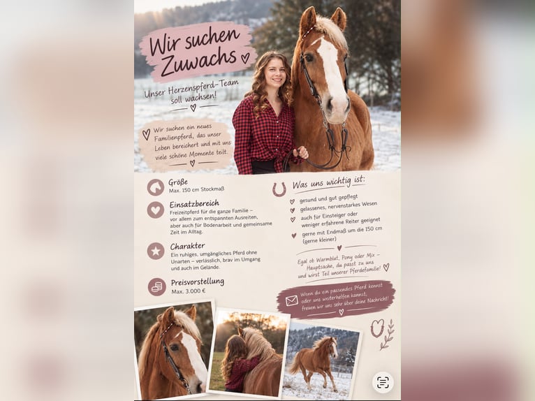 Buscando el caballo de mis sueños