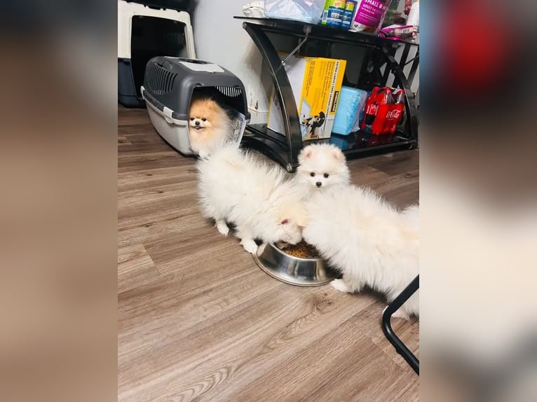 Cachorros de Pomerania