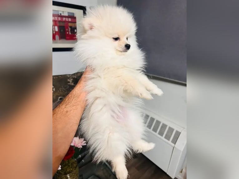 Cachorros de Pomerania