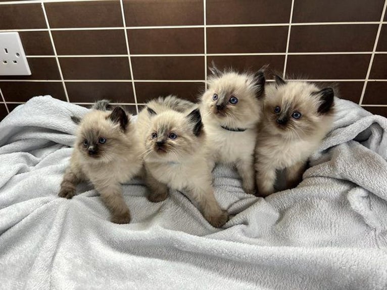 Dos gatitos de Ragdoll en busca de un hogar.