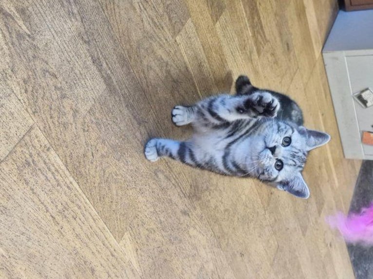 El encantador British Shorthair