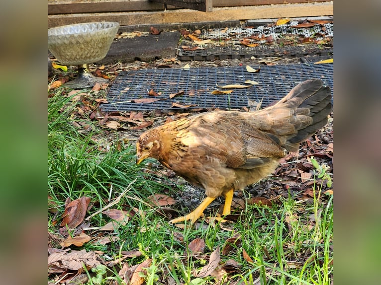 Gallinas enanas
