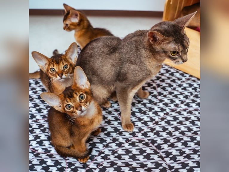 Gatitos Abisinios juguetones
