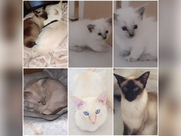 Gatitos Munchkin