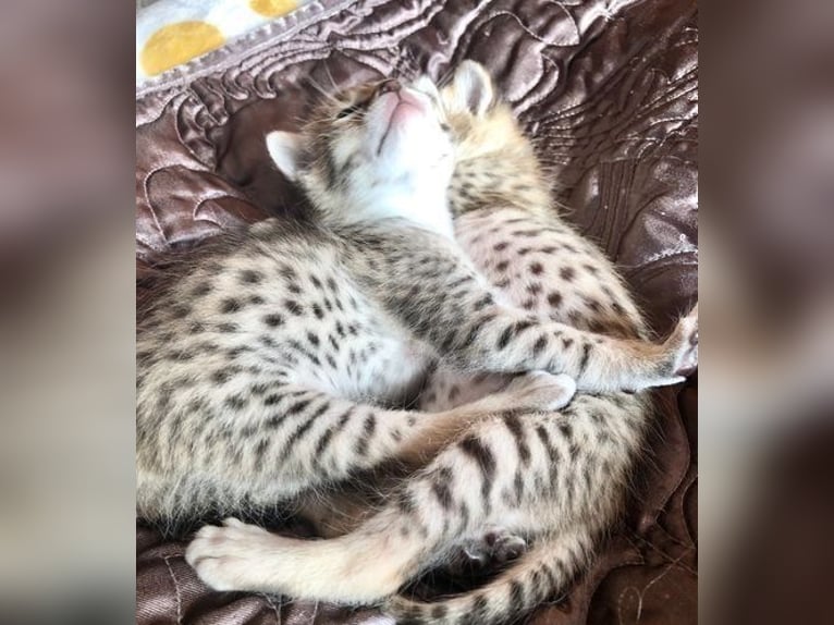 Gatitos Savannah