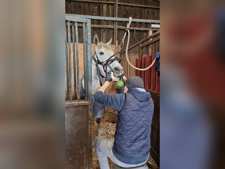 Gebitsbehandelingen voor paarden en pony's al vanaf €90 Paardentandarts Wolf