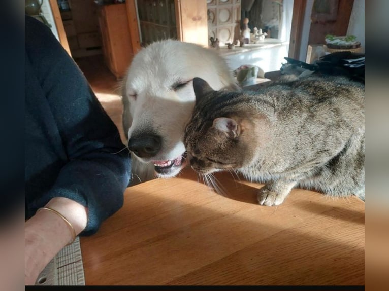 Katzensitting / Katzenbetreuung in einer Tierschutzfamilie an.