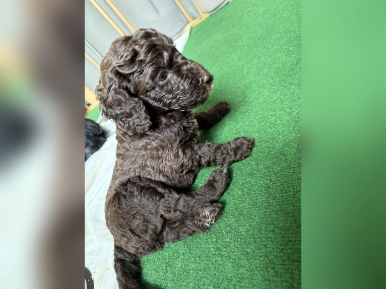Labradoodle muy adorable